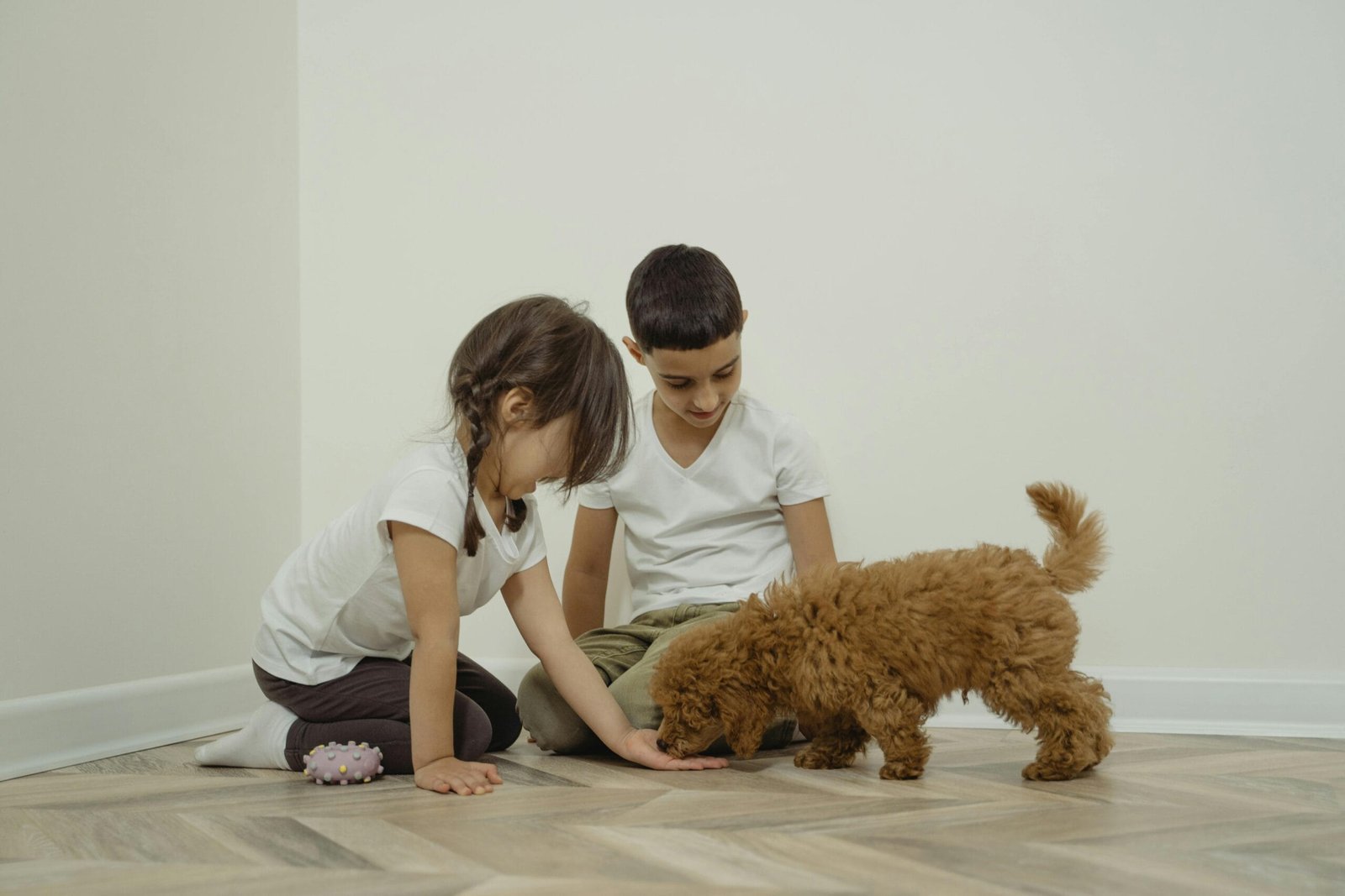 How to Keep Your Pet Active Indoor