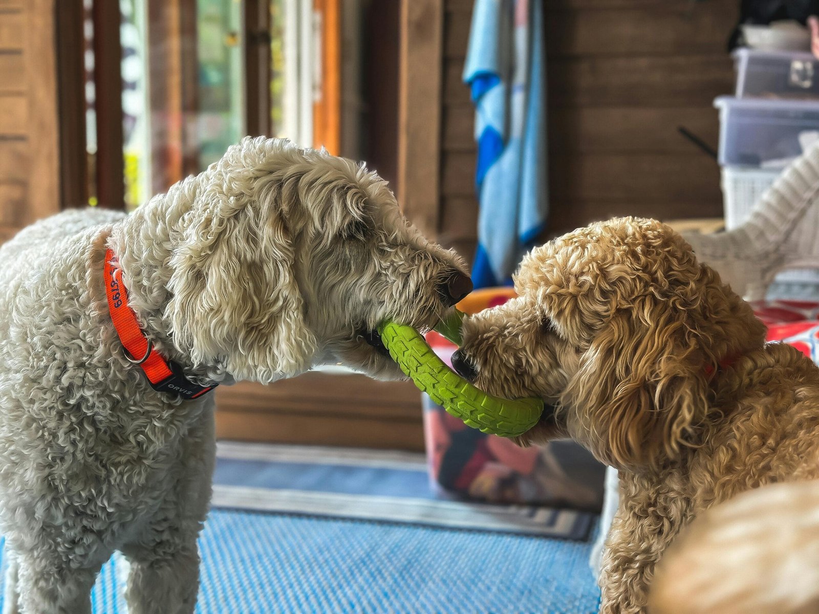 How to Keep Your Pet Active Indoor