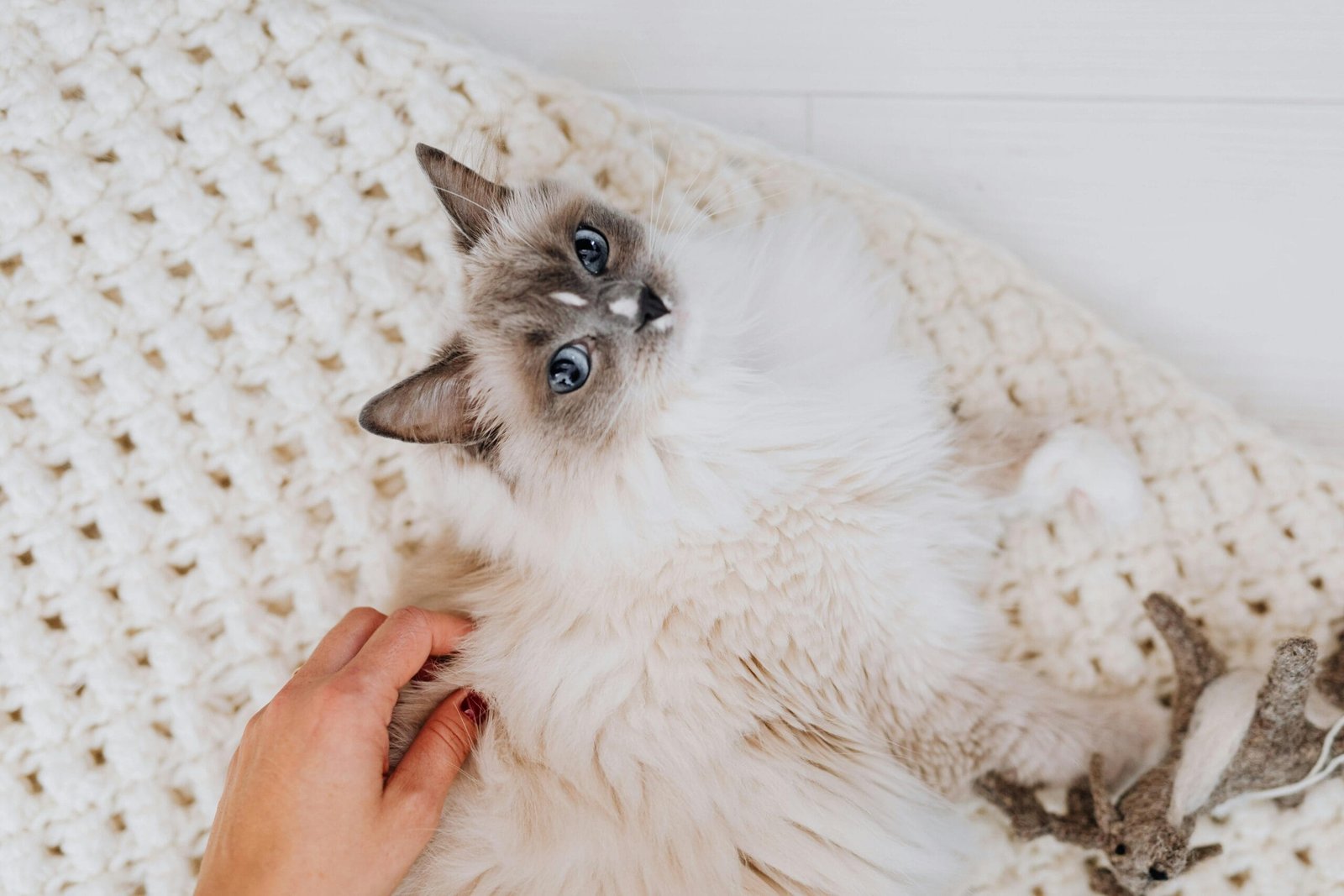 How to keep your pet active indoor