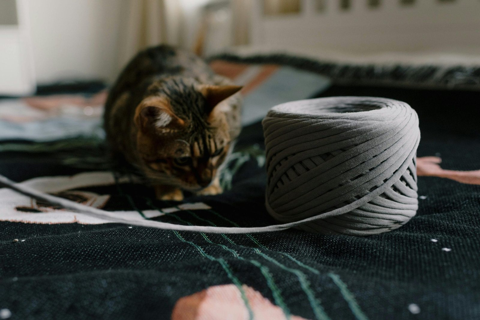 How to Keep Your Pet Active Indoor