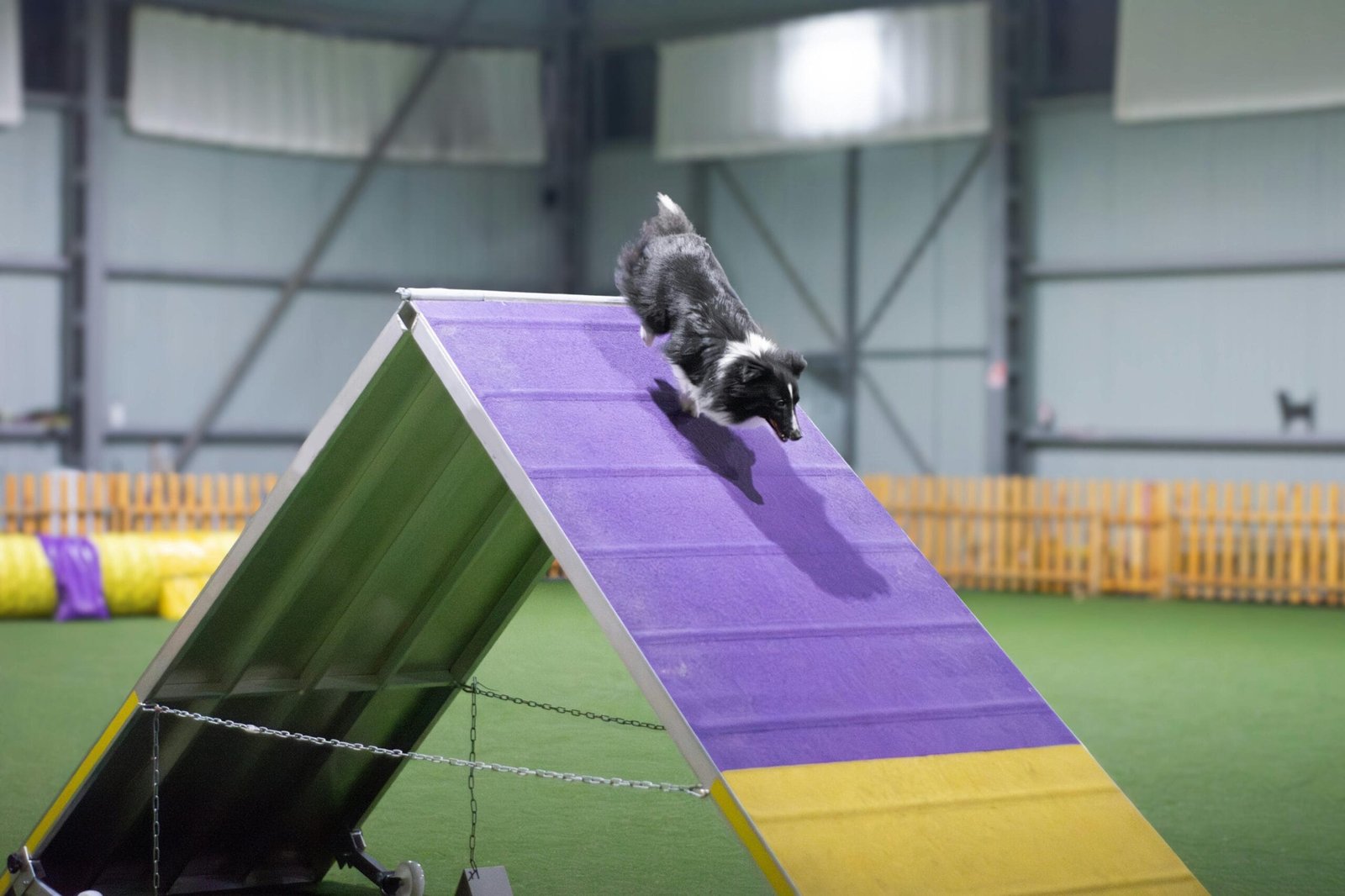 How to Keep Your Pet Active Indoor