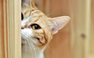 Read more about the article 10 Best Fun Games to Play with Your Cat: Keep Your Feline Entertained