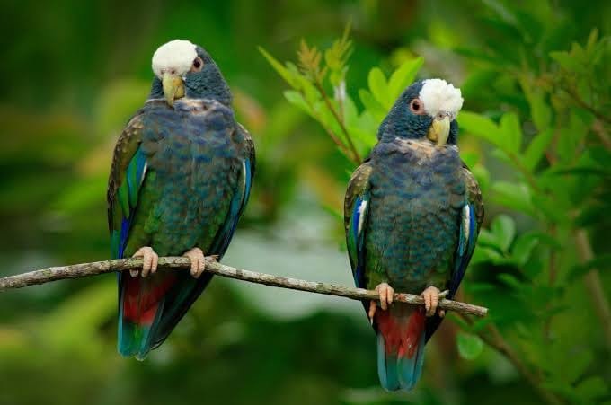 Top 10 Best Family Birds