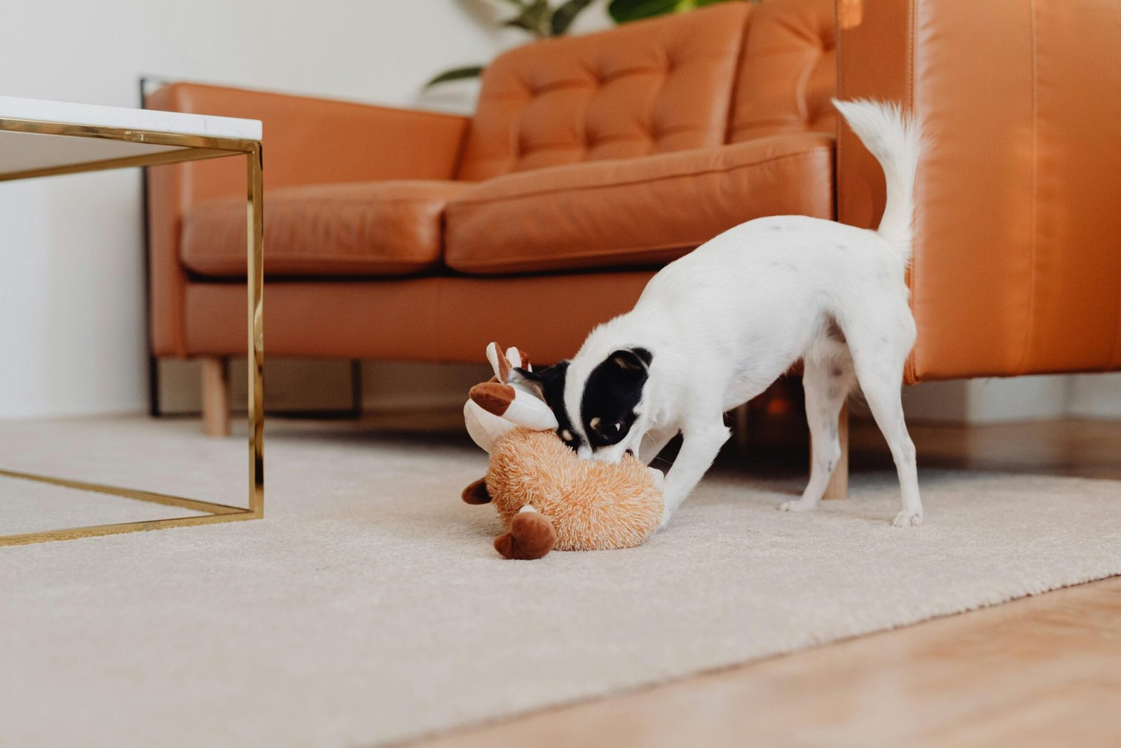How to Keep Your Pet Active Indoors