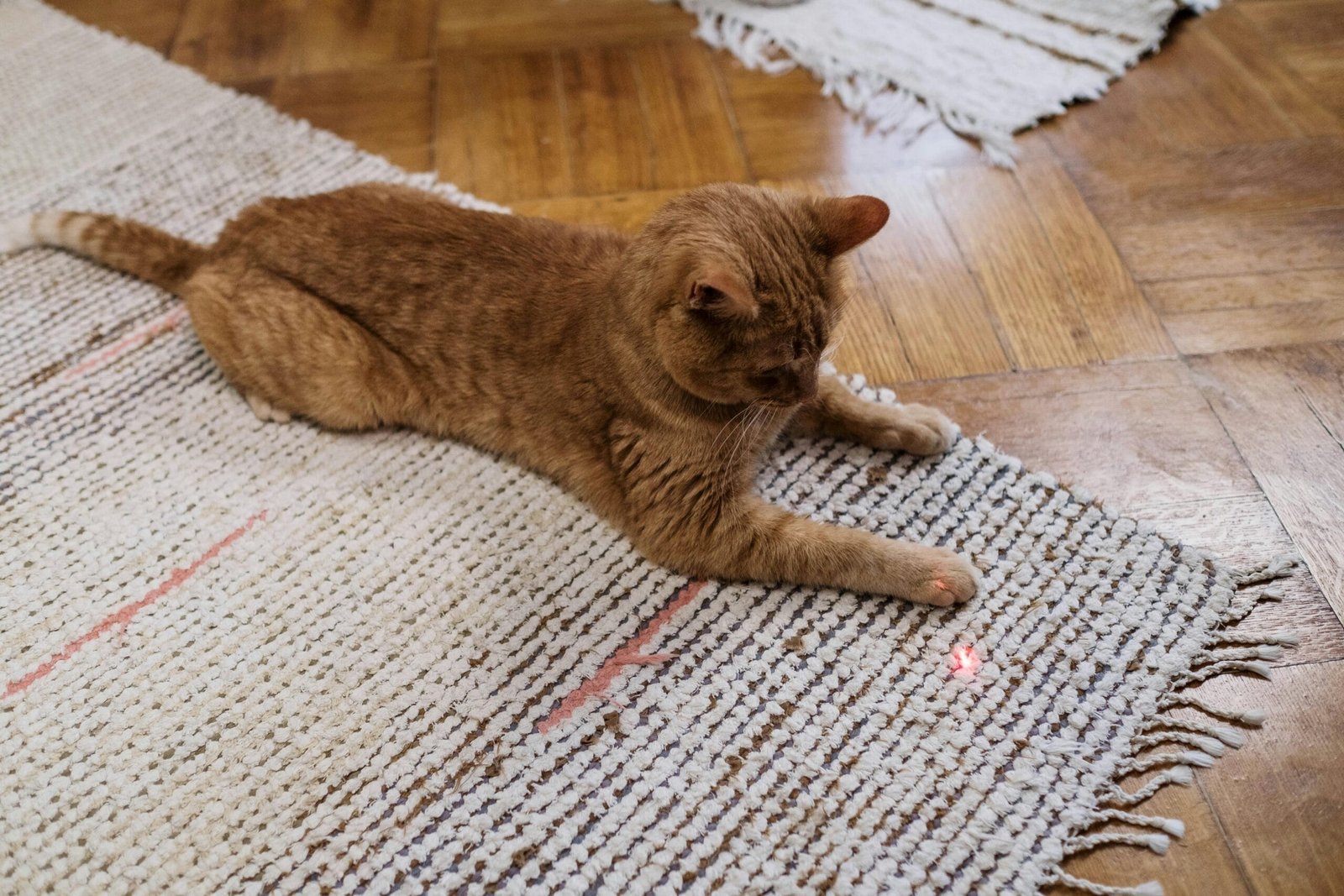 Fun Games to Play with Your Cat