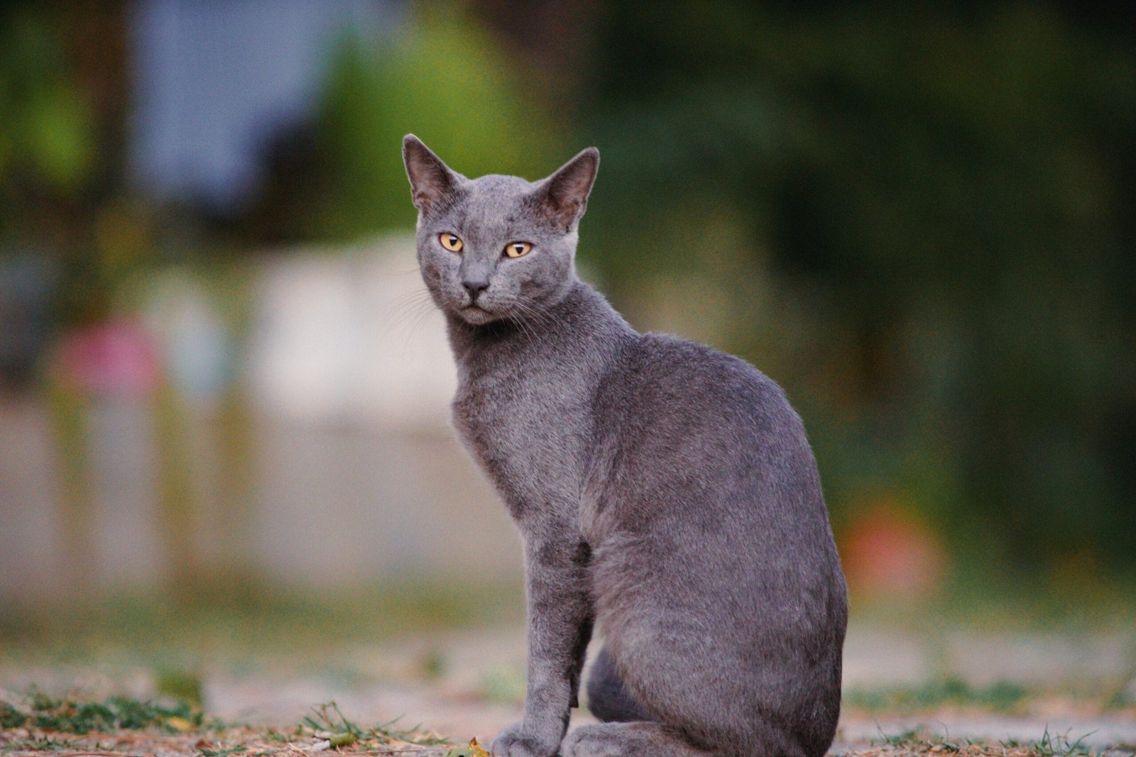 Low maintenance cat breeds 