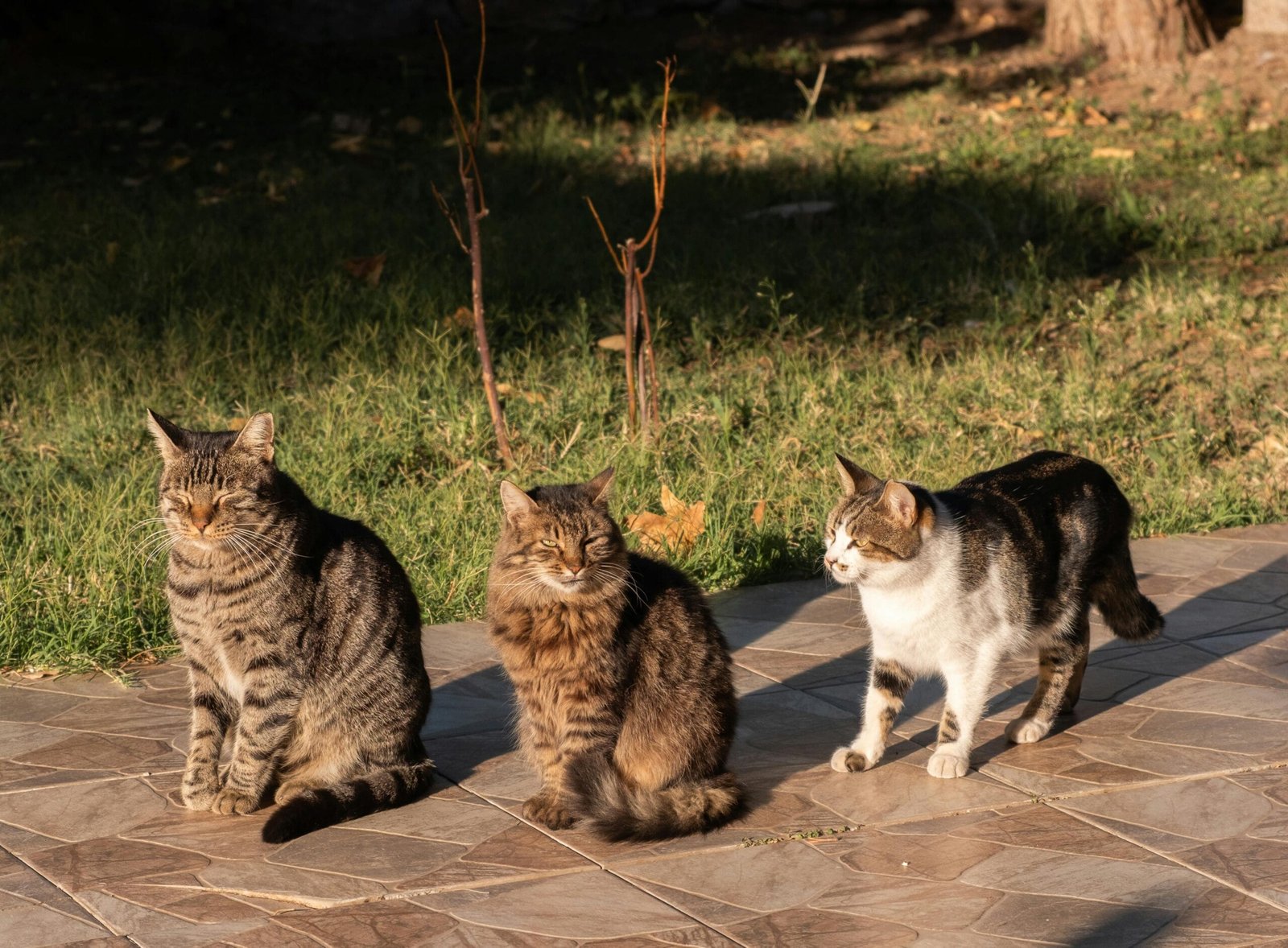 Low maintenance cat breeds 
