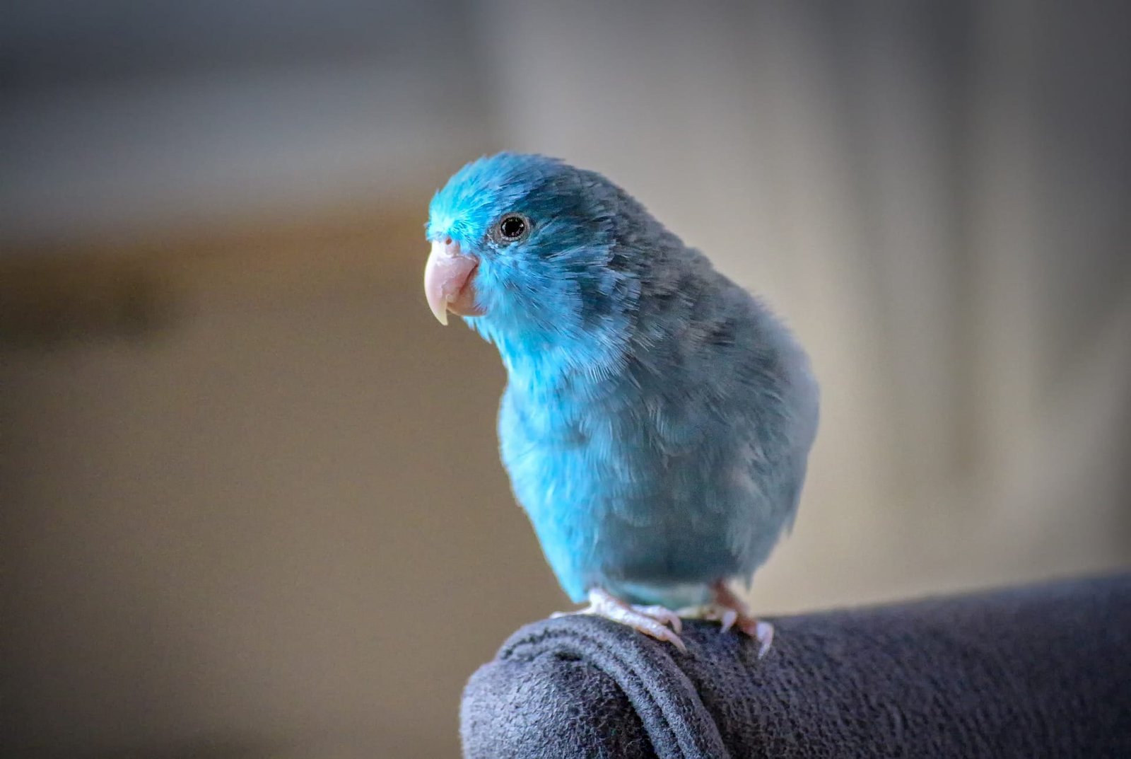 Top 10 Best Family Birds