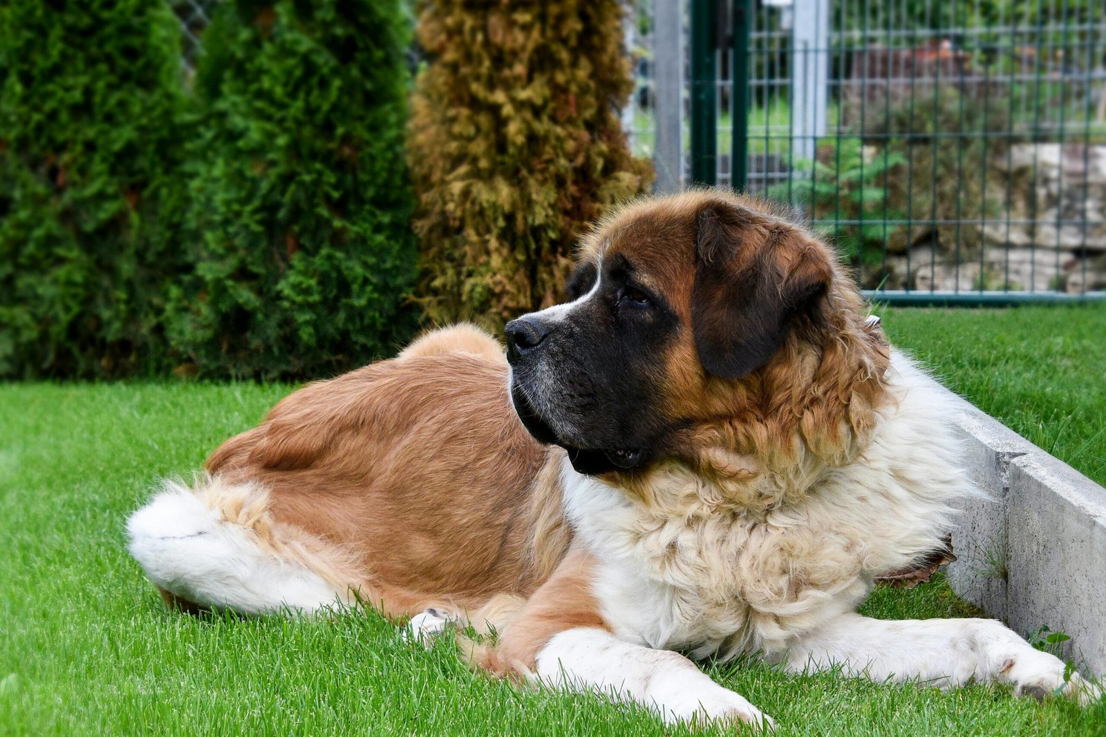 Create a pet friendly backyard 