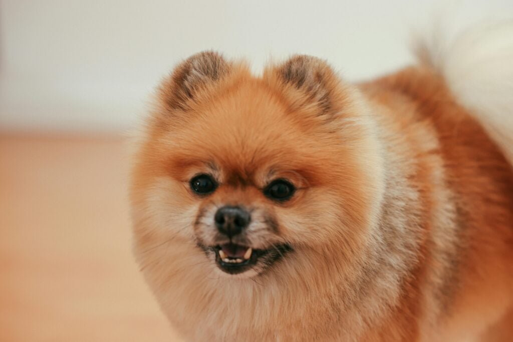 How to Care for a Pomeranian Puppy