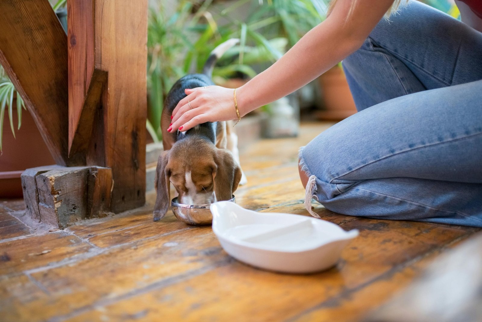 Prepare your home for a new pet 