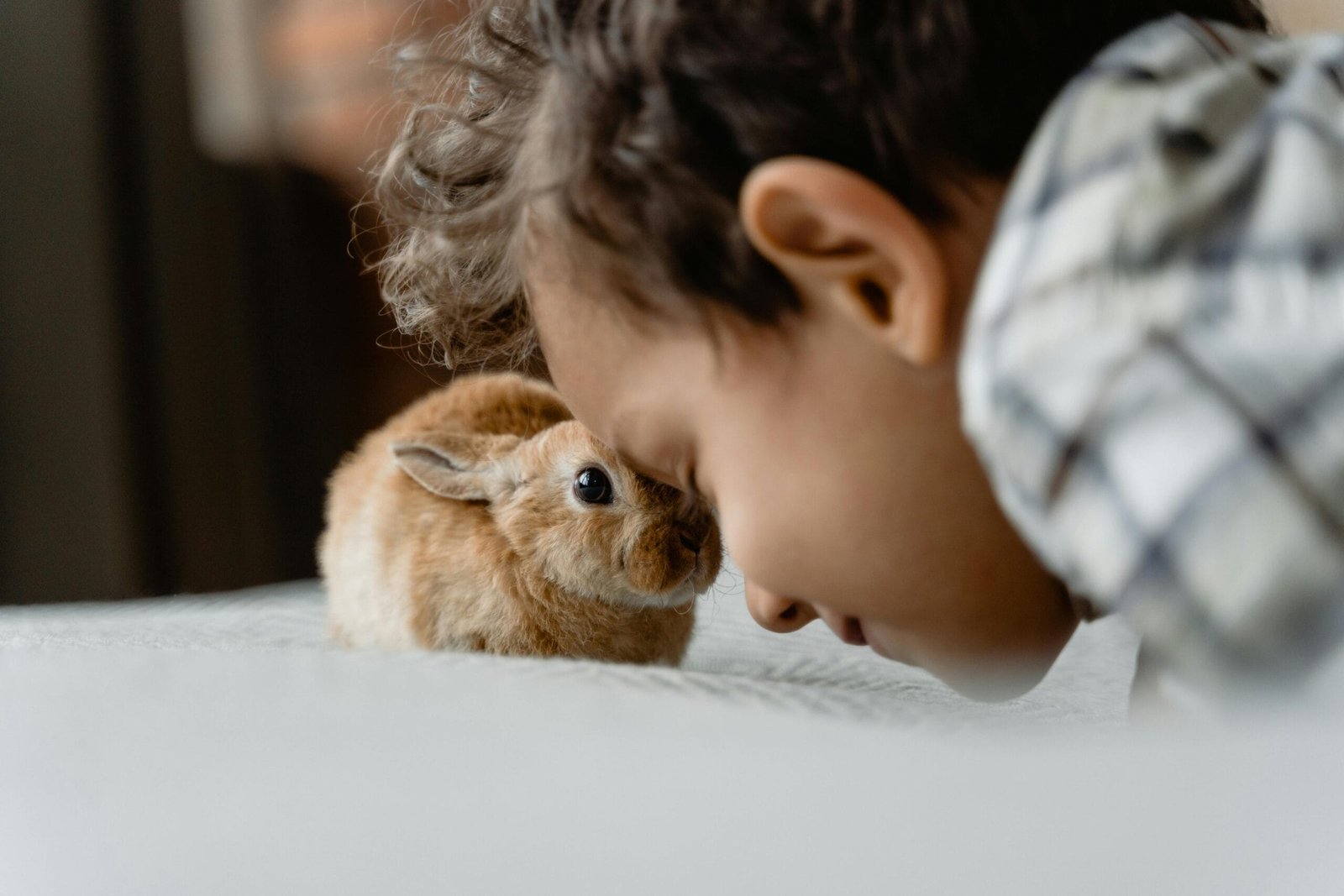 Prepare your home for a new pet 