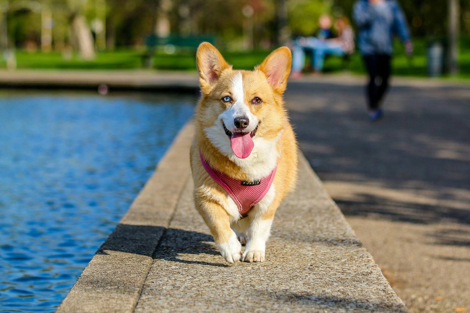 Prepare your home for a new pet