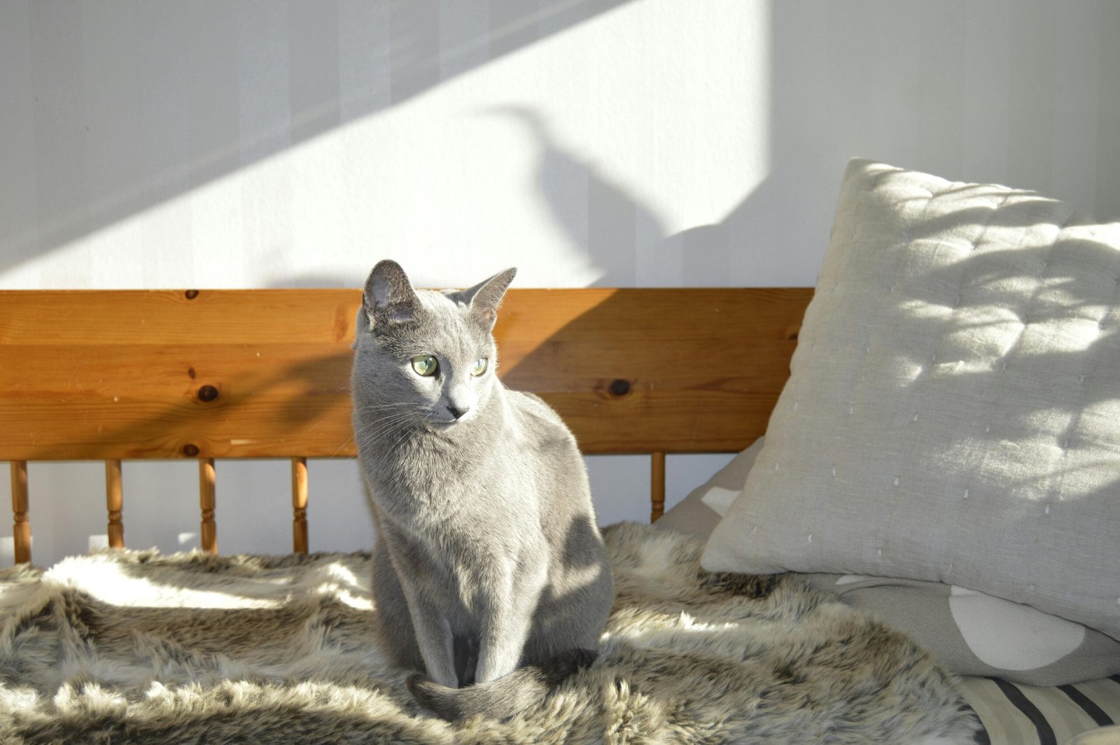 Prepare your home for a new pet