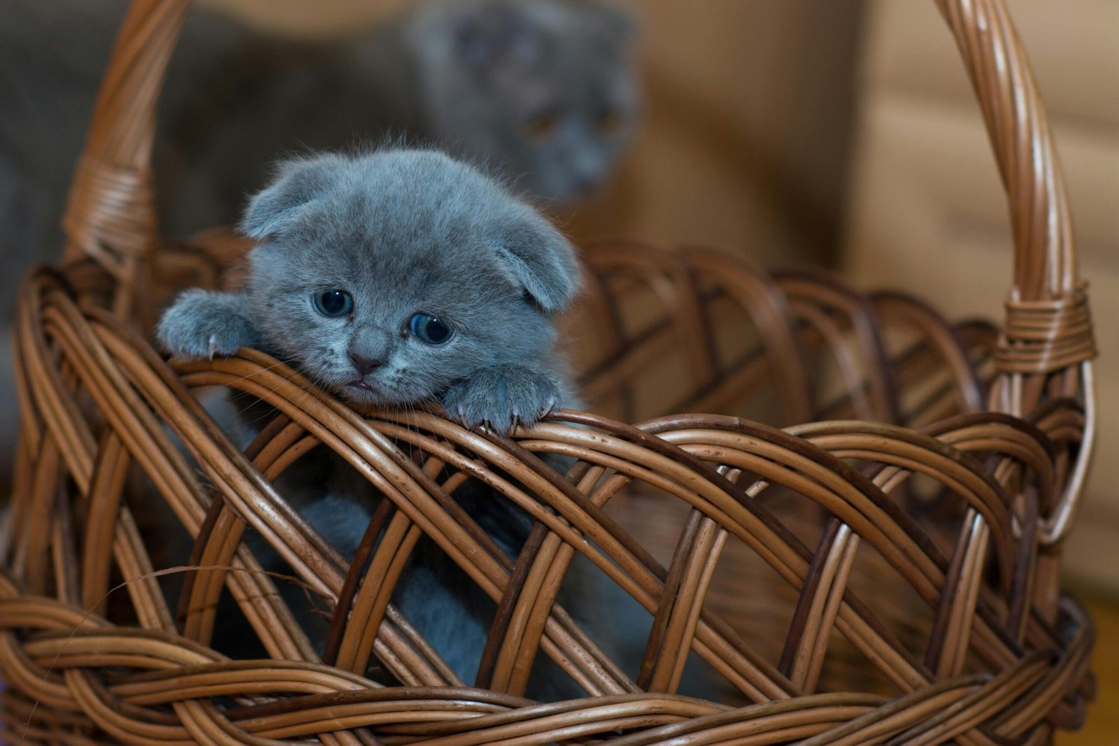 Prepare your home for a new pet