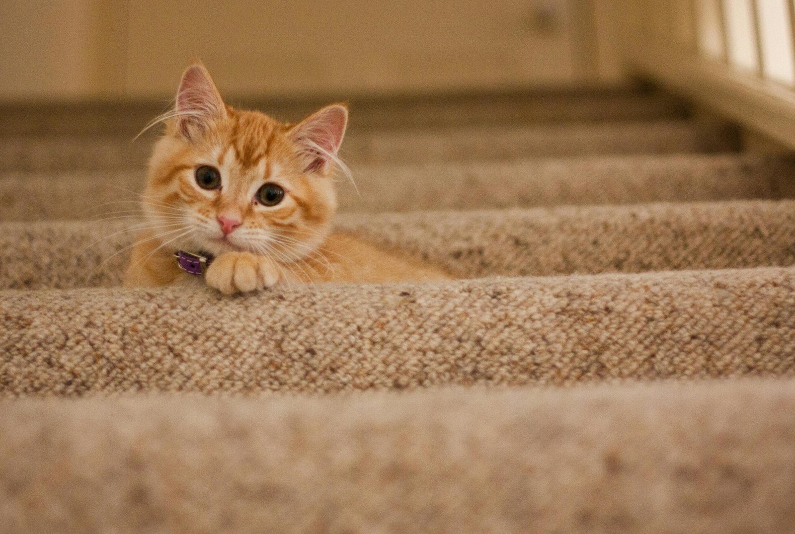 Prepare your home for a new pet