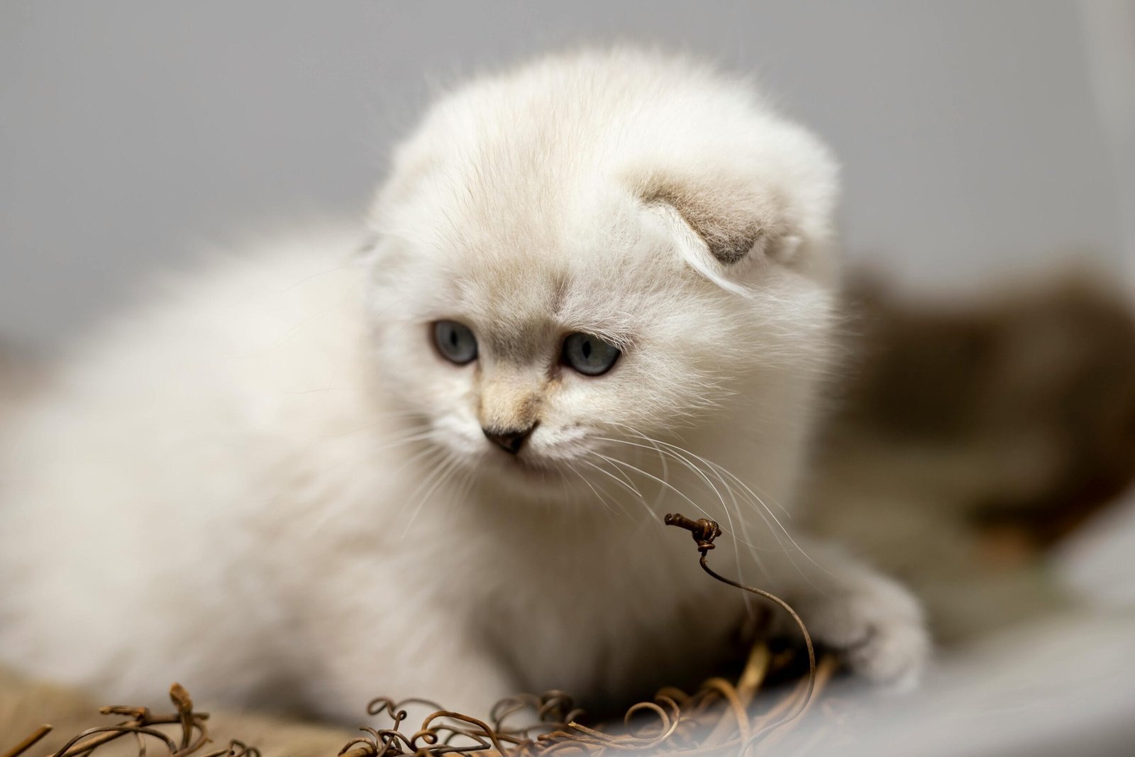Low maintenance cat breeds 