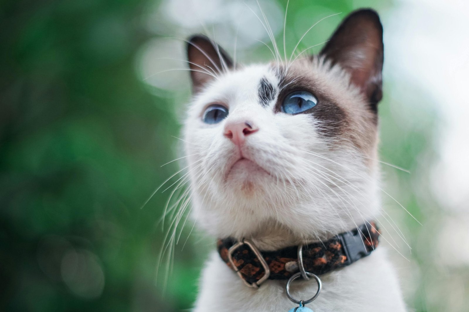 Low maintenance cat breeds 