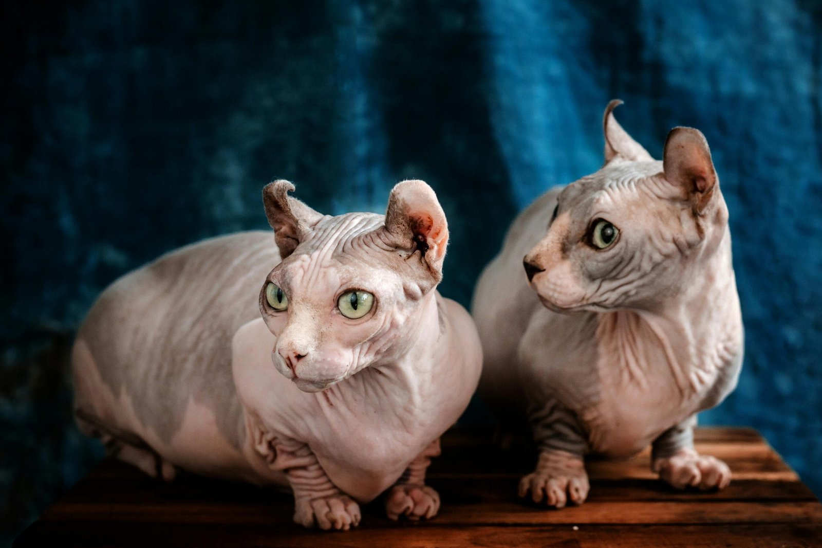 Low maintenance cat breeds 
