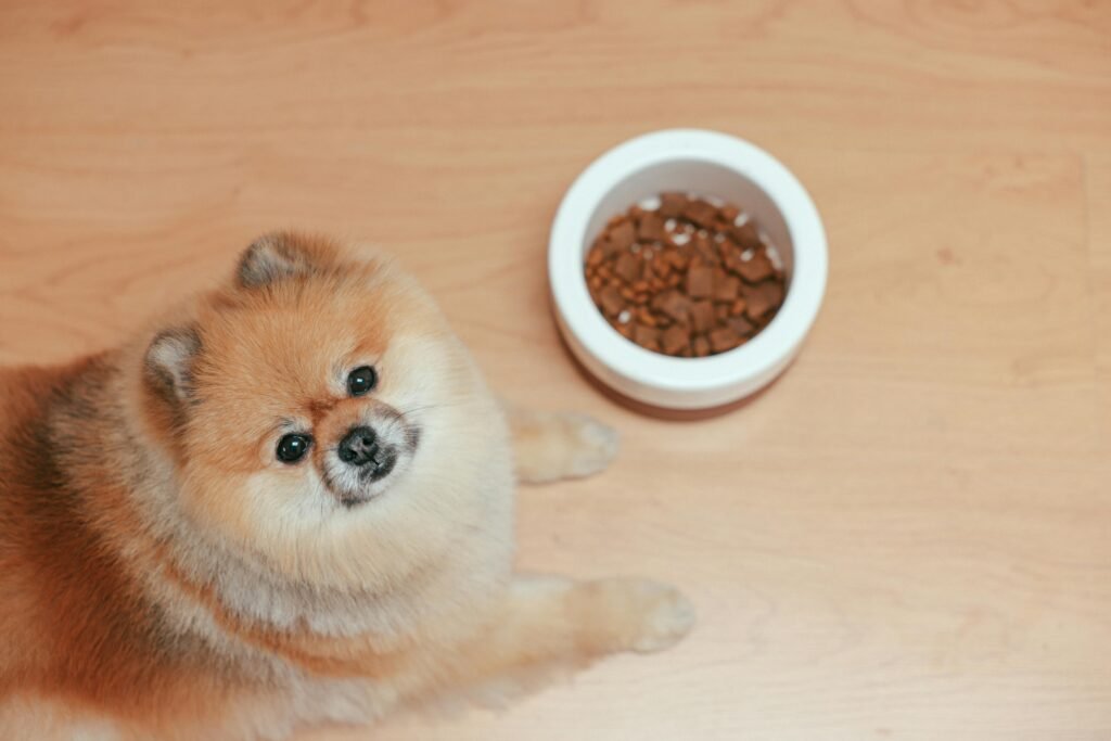 How to Care for a Pomeranian Puppy