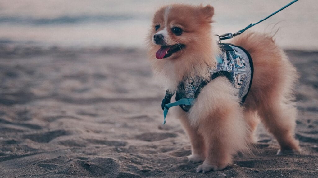 How to Care for a Pomeranian Puppy