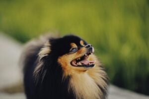 Read more about the article Expert Tips on How to Care for a Pomeranian Puppy