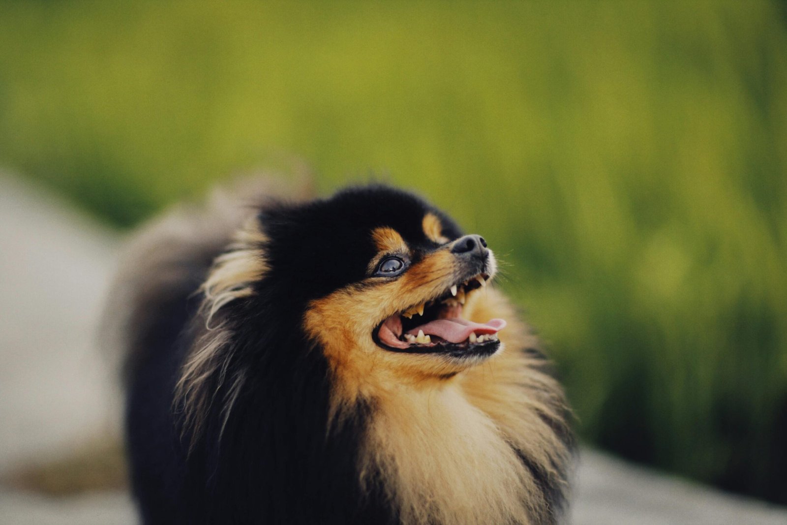 You are currently viewing Expert Tips on How to Care for a Pomeranian Puppy