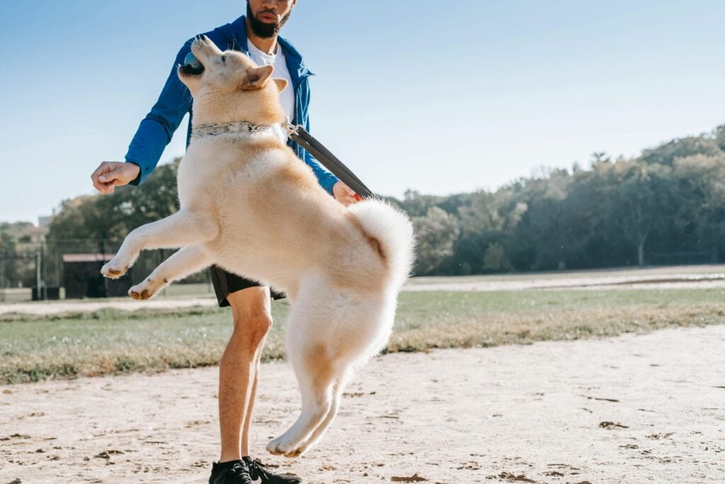 How to Care for a Pomeranian Puppy
