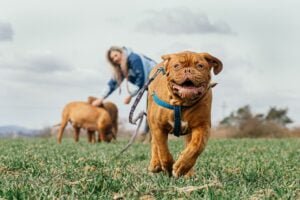 Read more about the article How to Train a Dog to Follow Basic Commands: 5 Basic commands