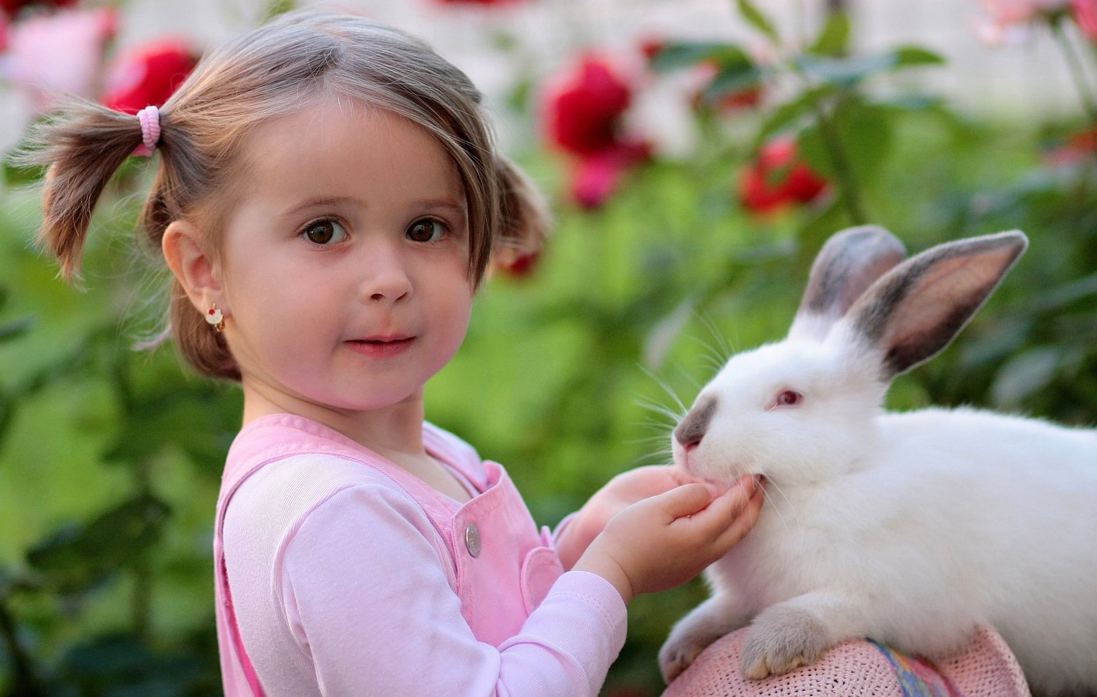 Raising Rabbits 