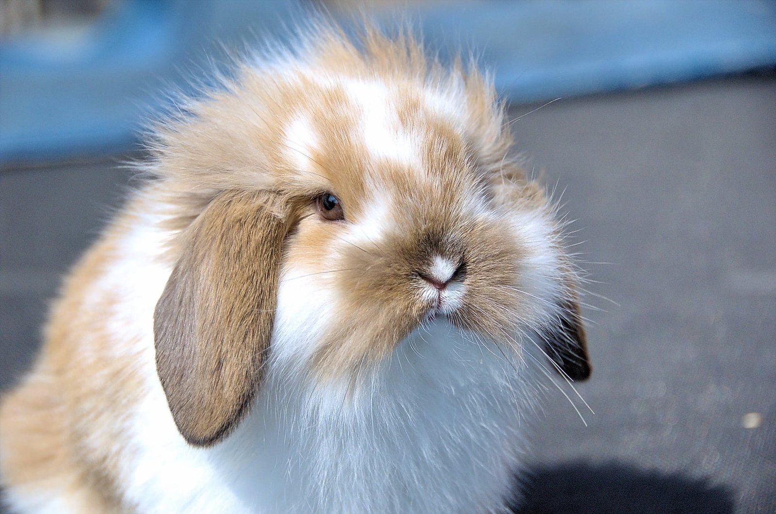 Raising Rabbits