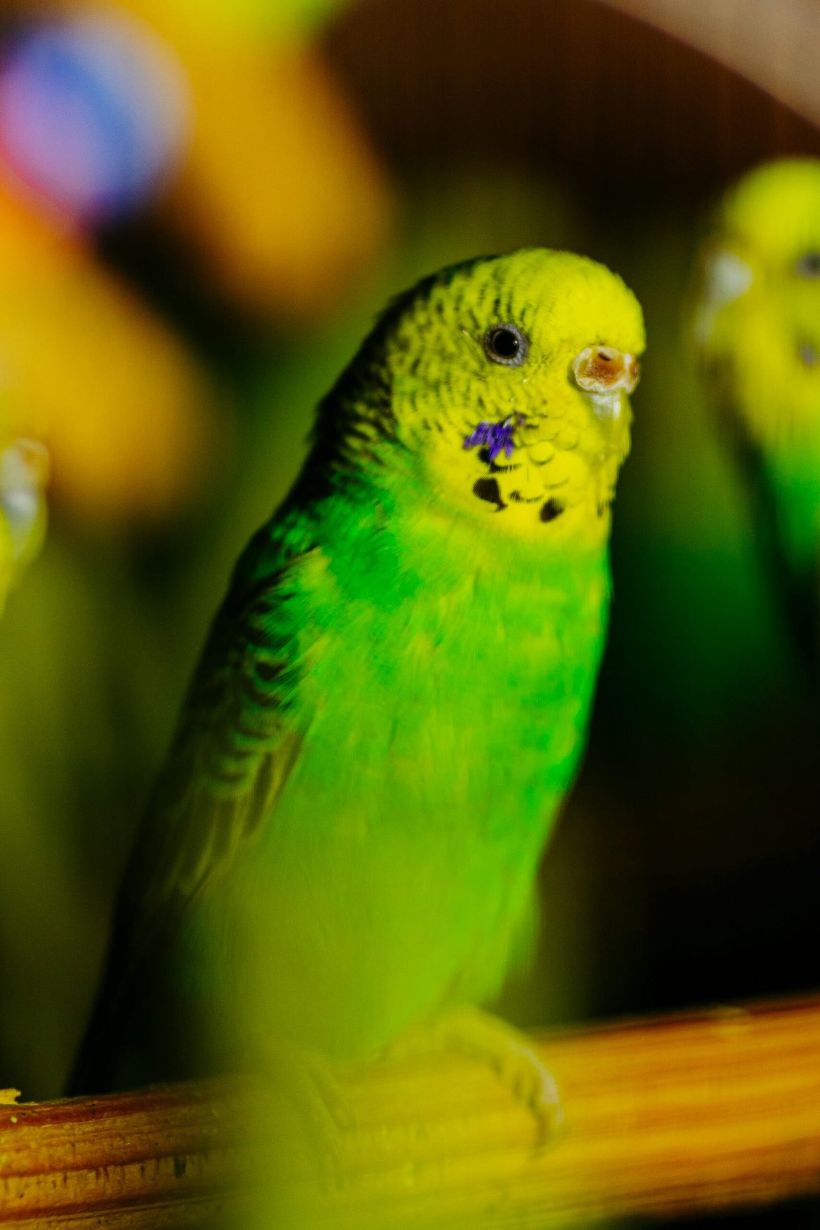 Top 10 Best Family Birds