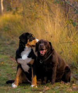 Read more about the article 9 Essential Tips How to Socialize a Dog with Other Pets
