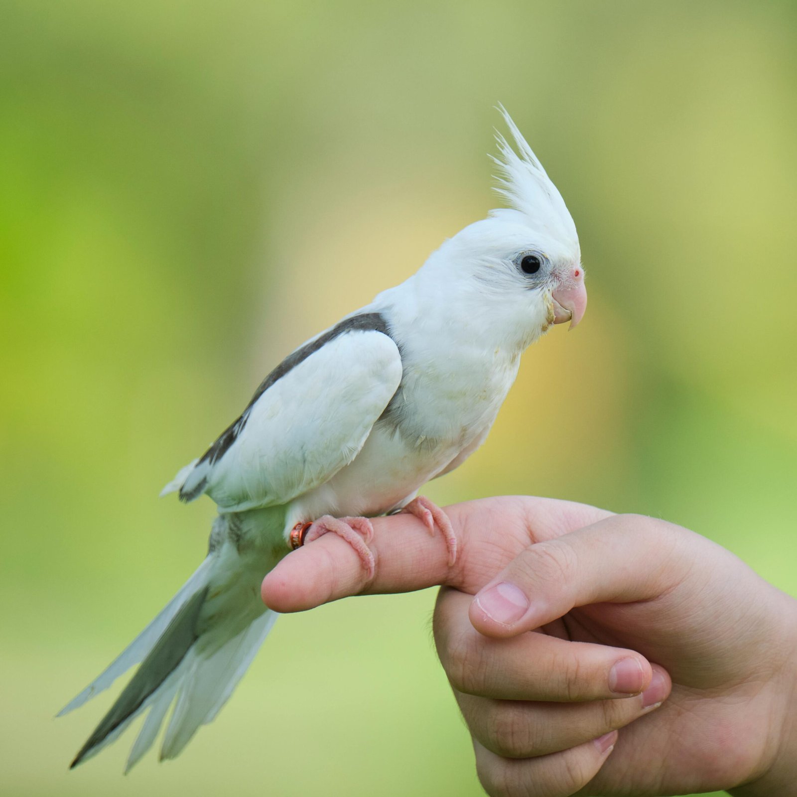 Best family bird