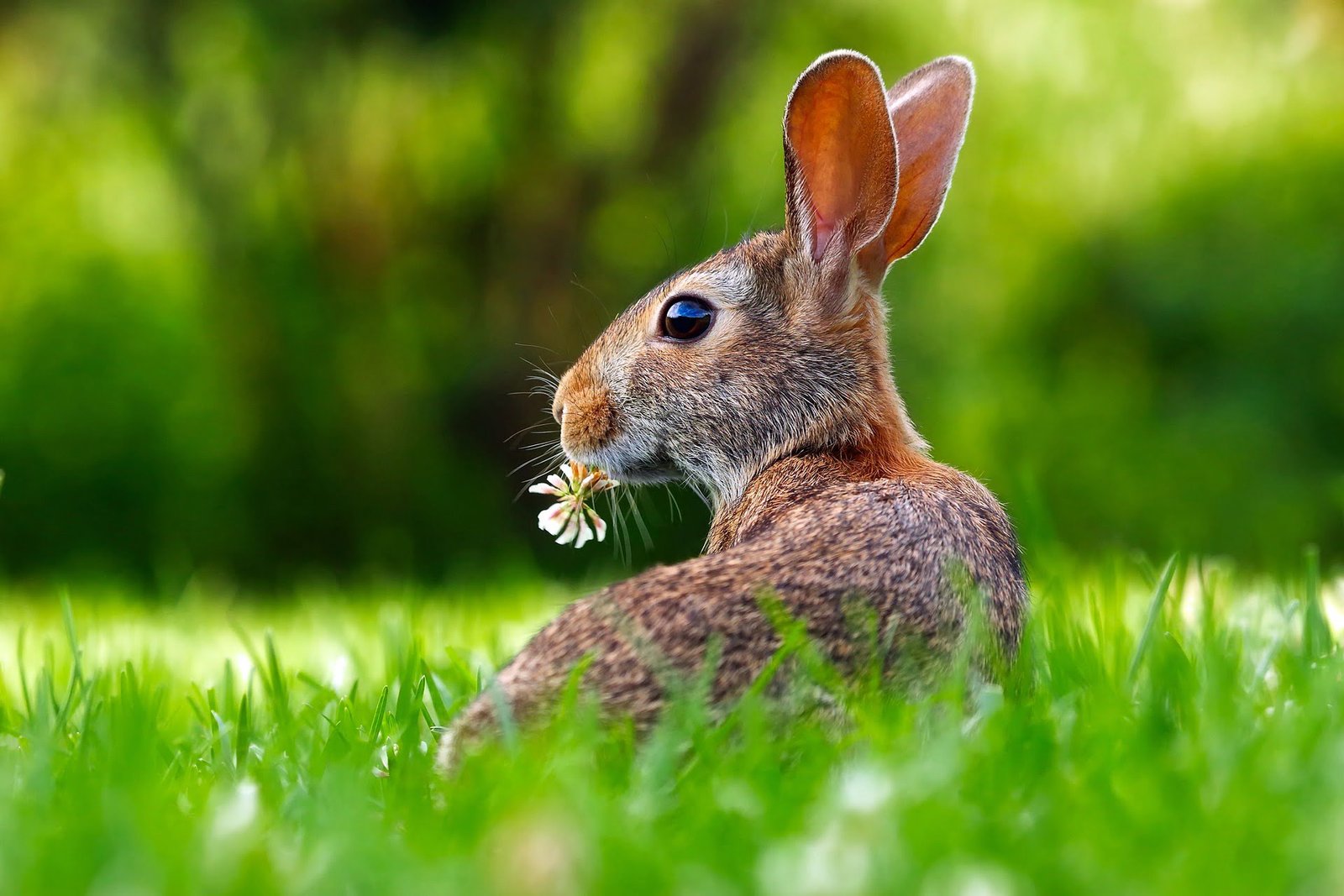 Raising Rabbits 