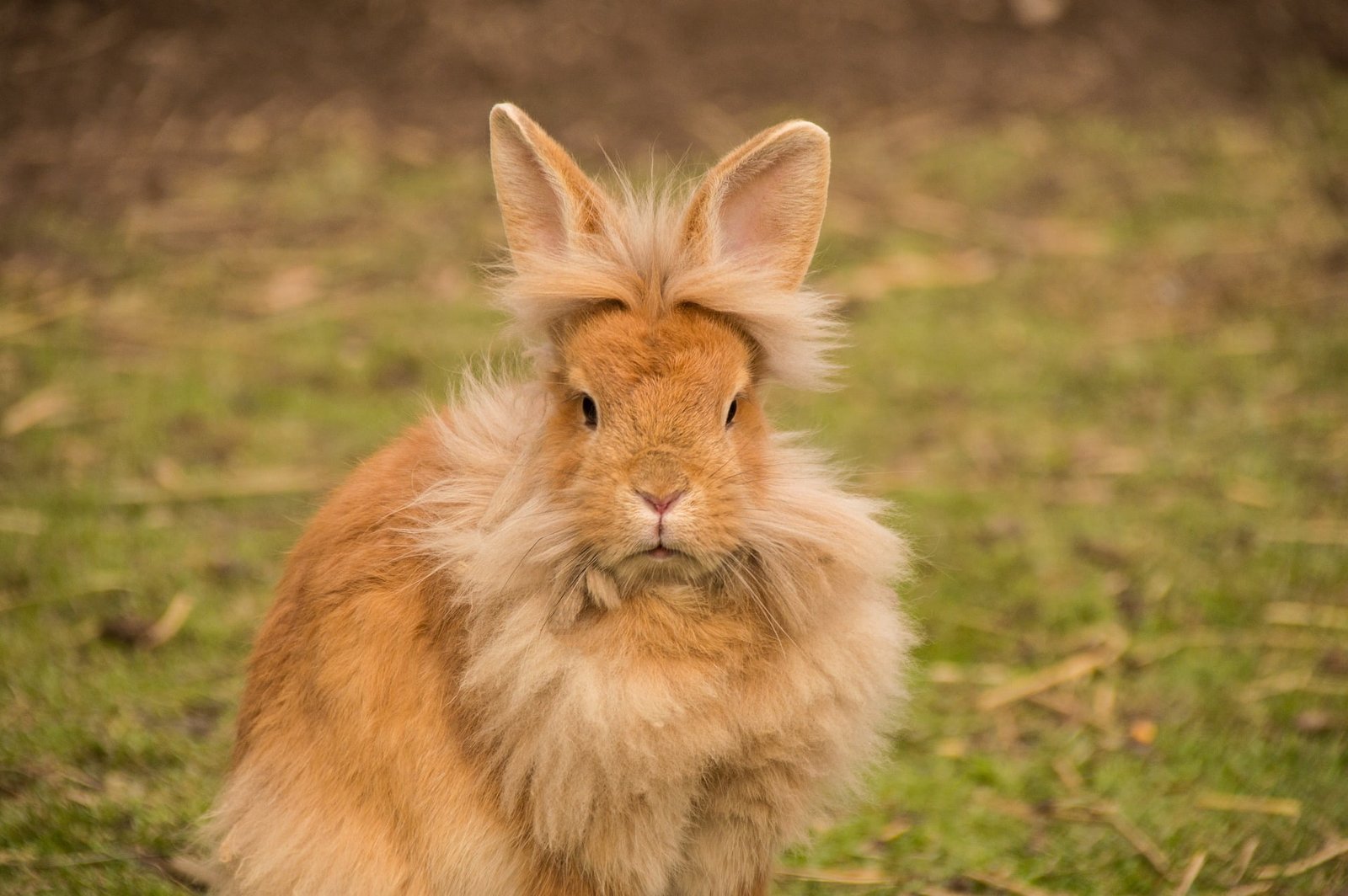 Raising Rabbits