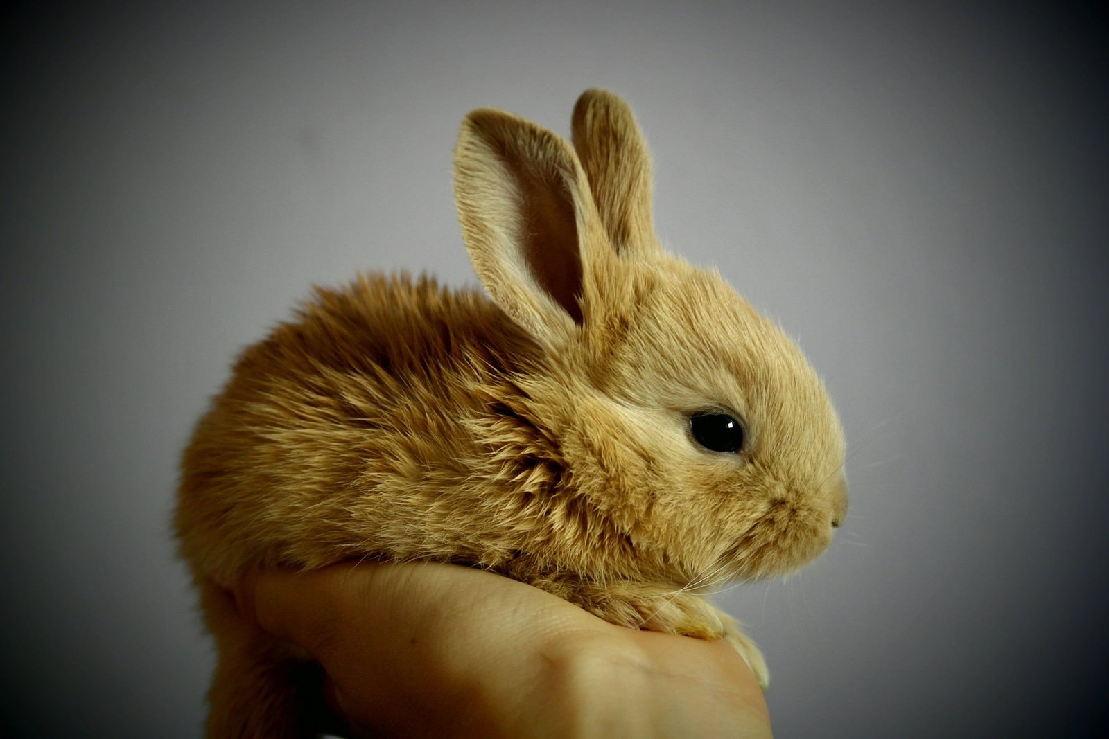 raising rabbits 