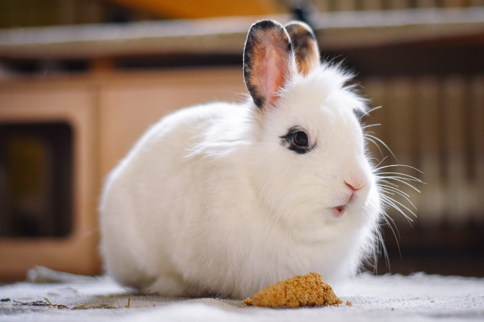 Raising Rabbits