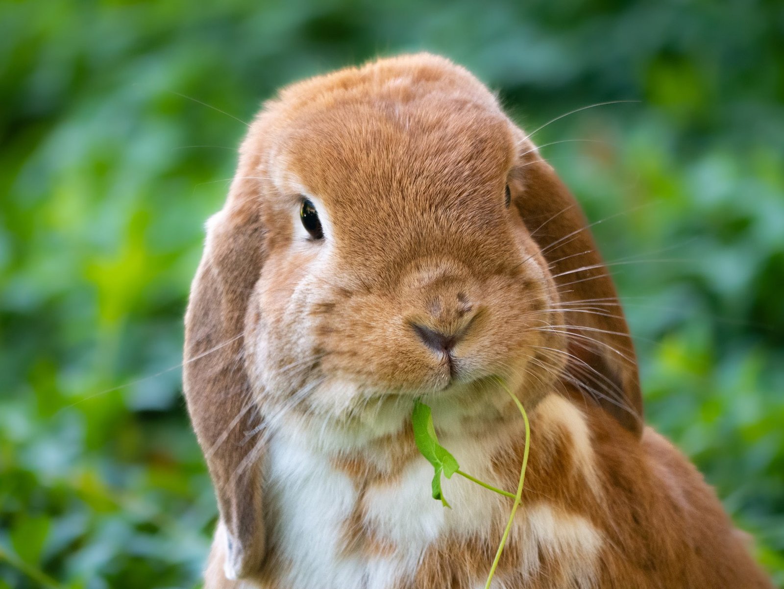 raising rabbits