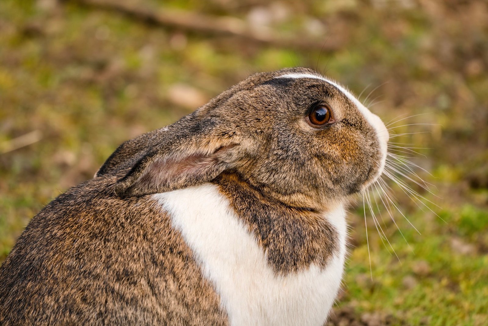 Raising Rabbits 