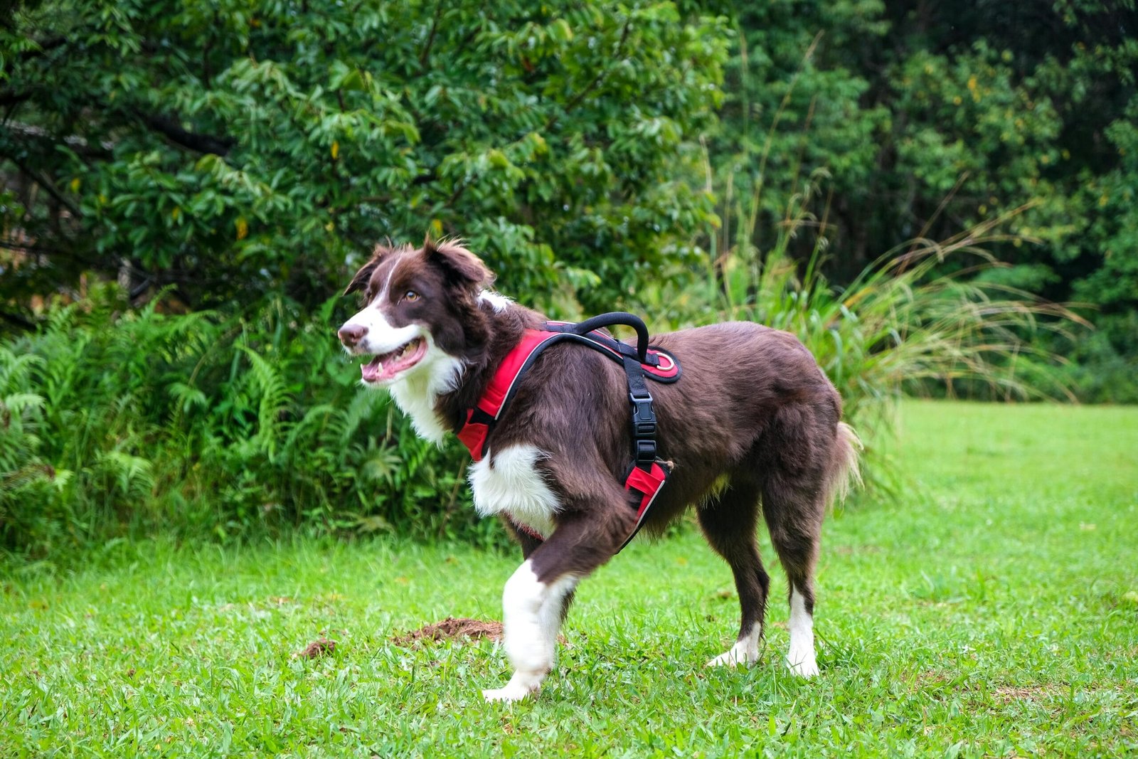 Border Collie Puppy Training
