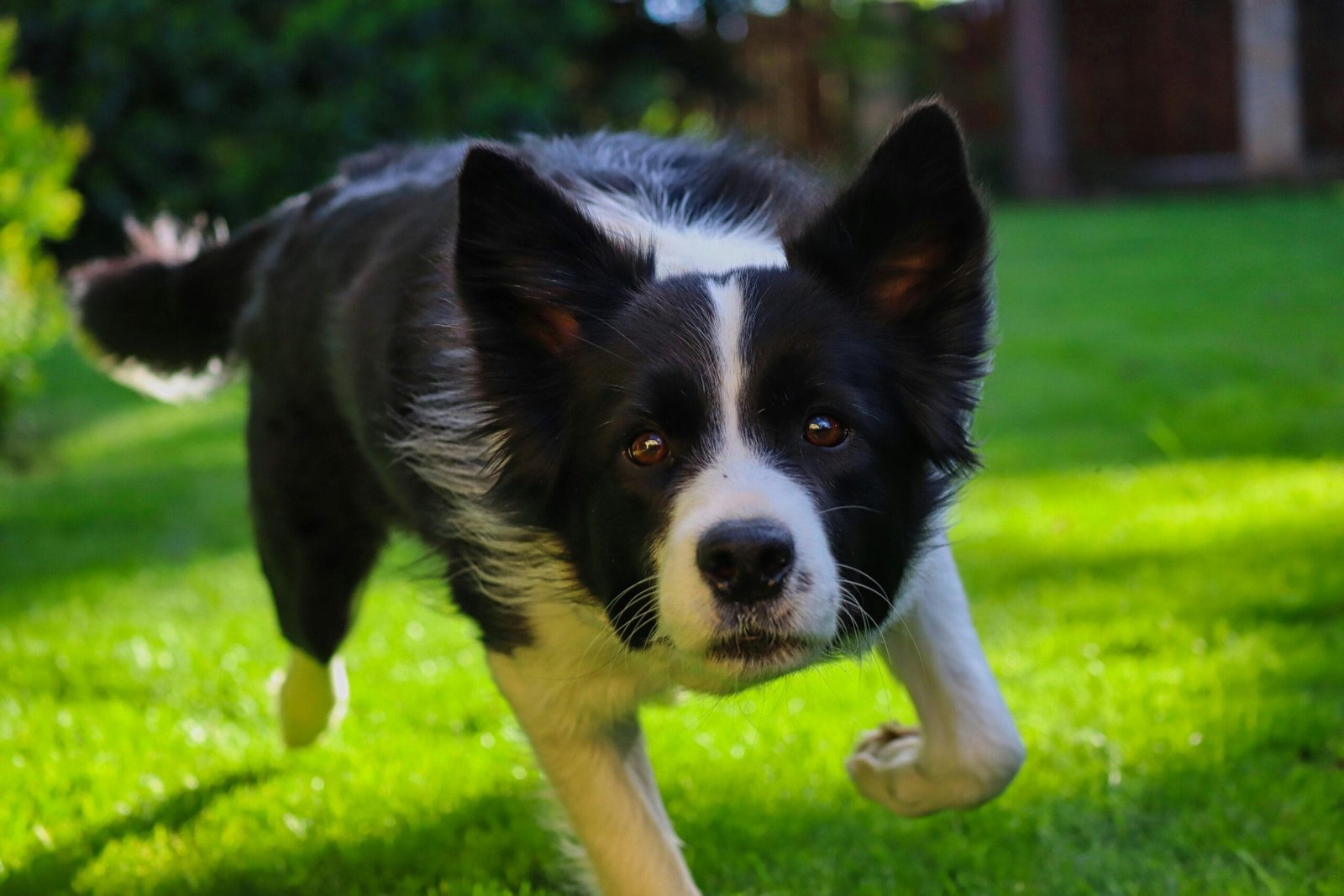 Border Collie Puppy Training