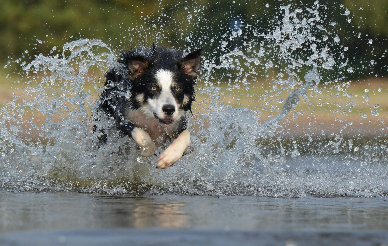 Border Collie Puppy Training
