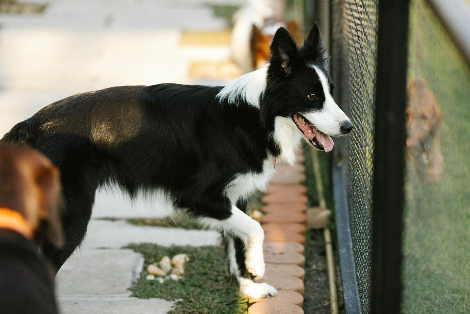 Border Collie Puppy Training