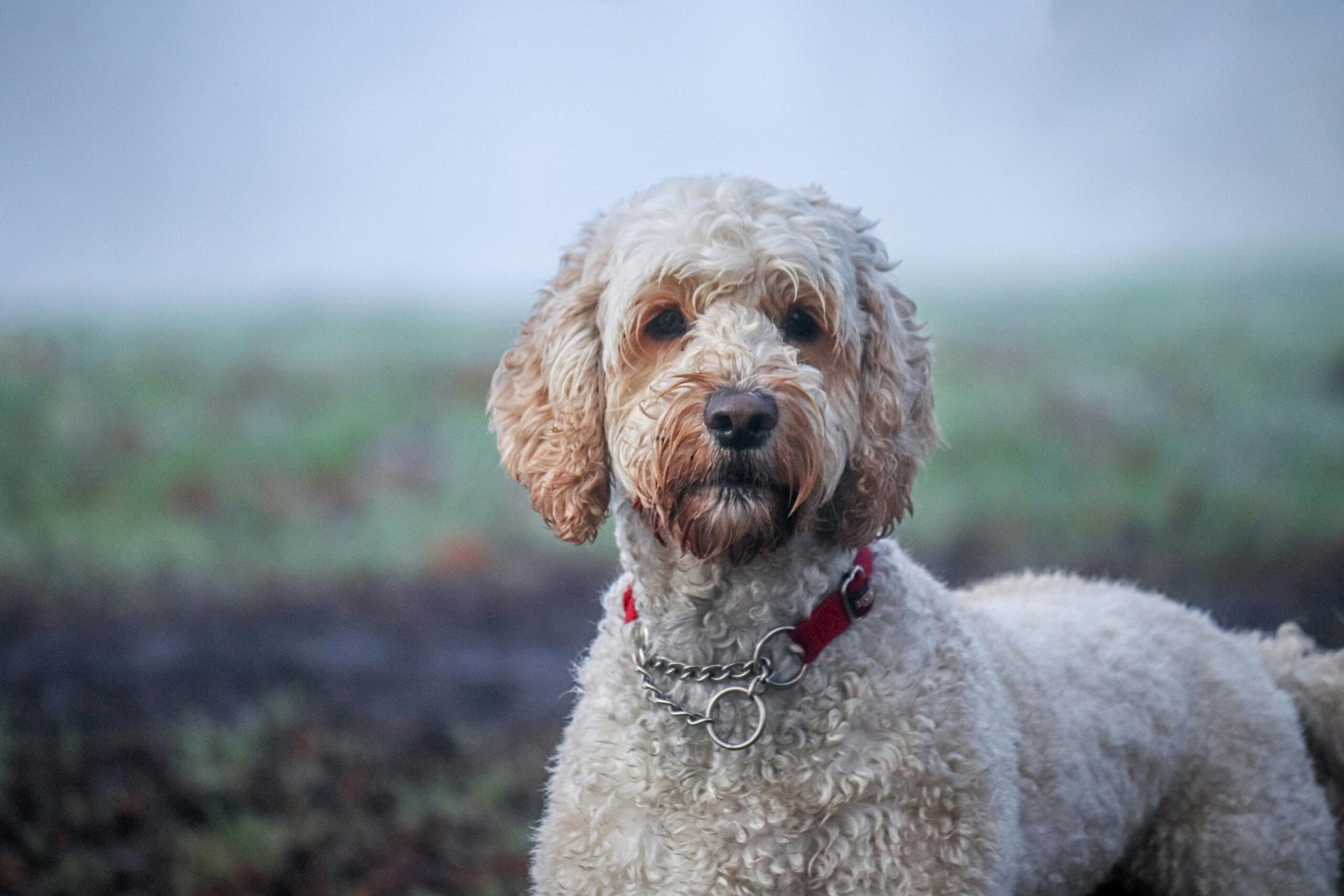 Labradoodle Training