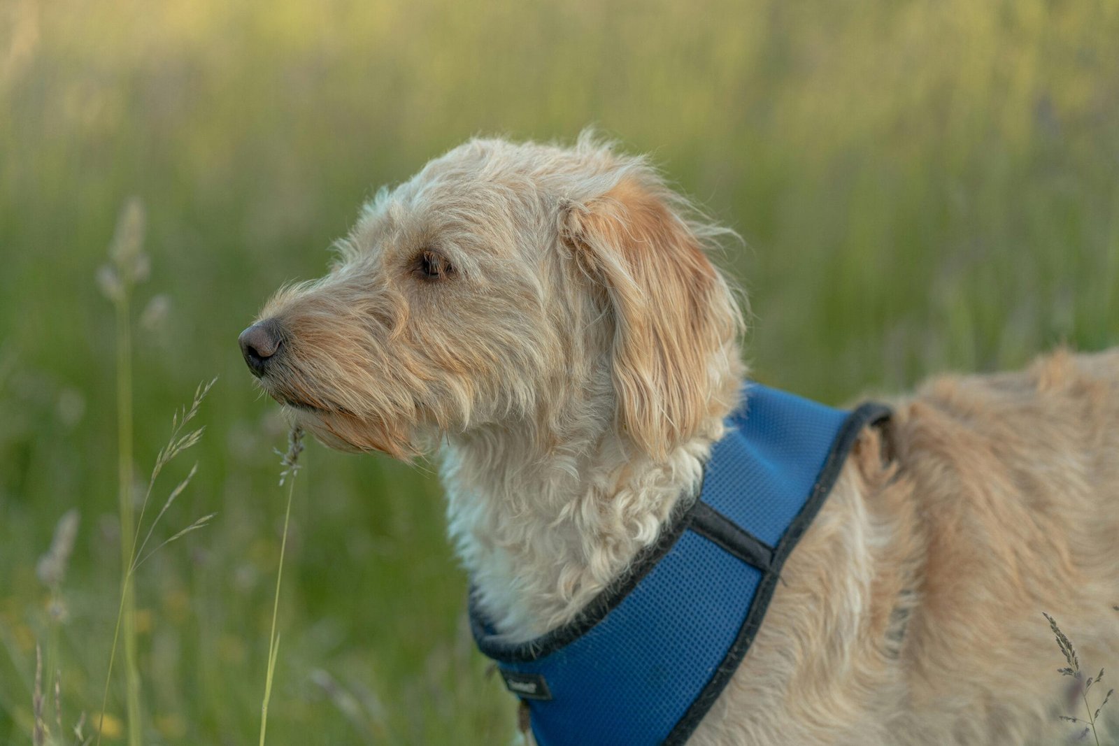 Labradoodle training 