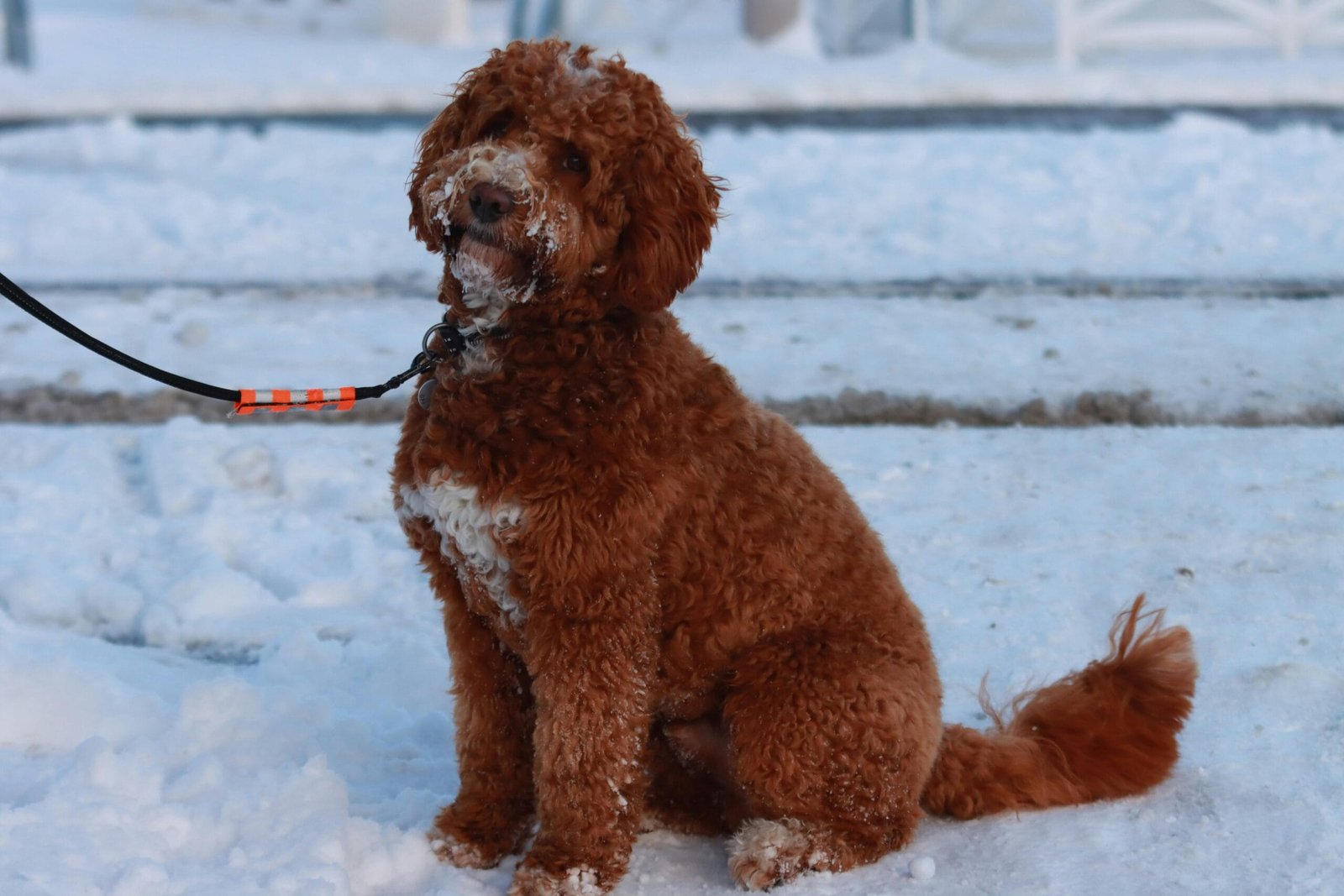 Labradoodle training