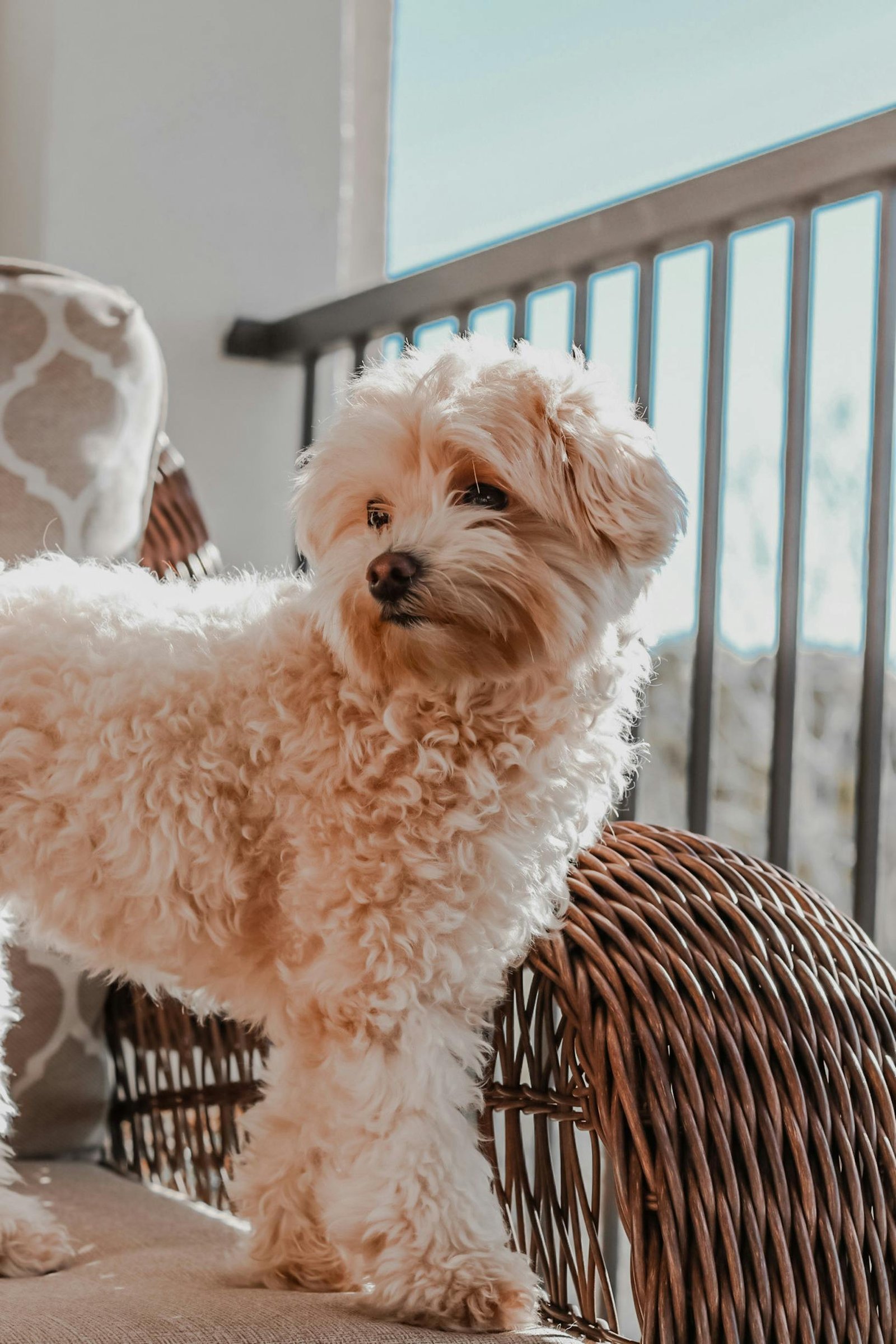 Labradoodle training