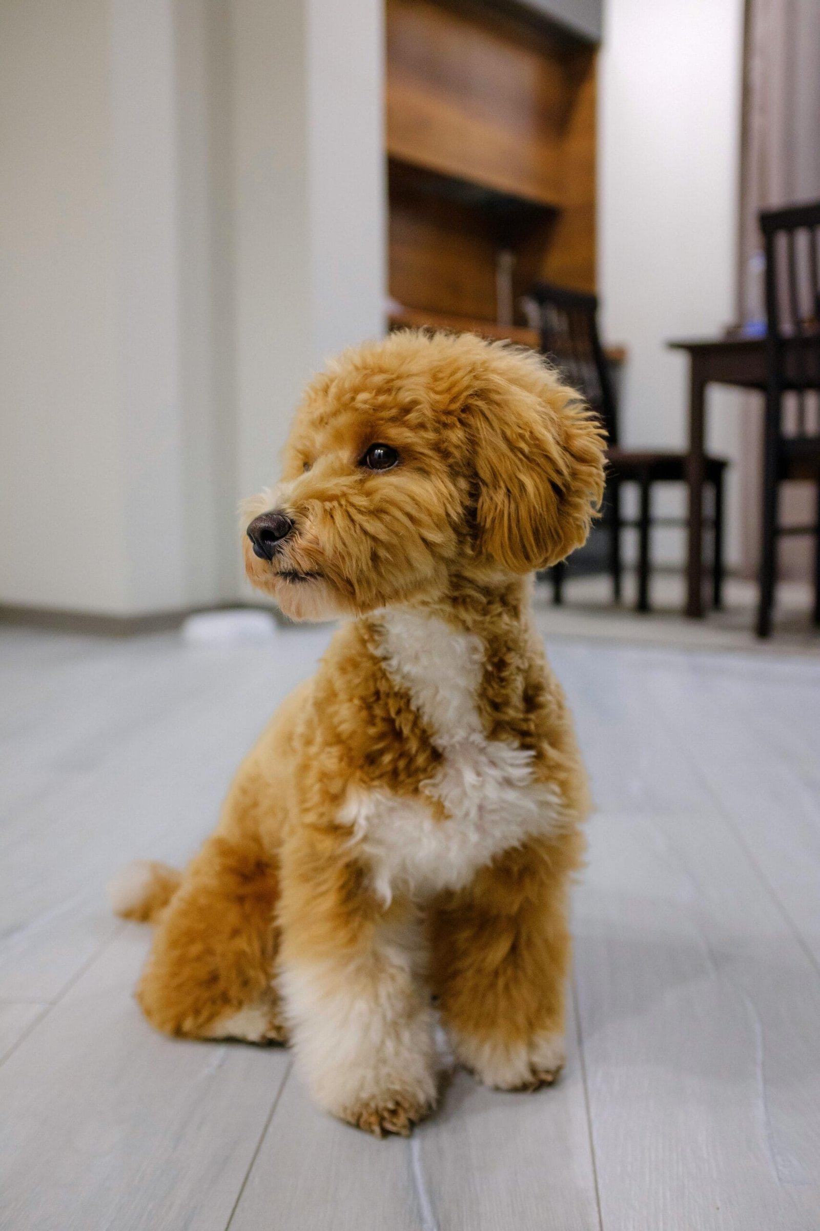 You are currently viewing The Ultimate Guide to Labradoodle Training: 8 tips