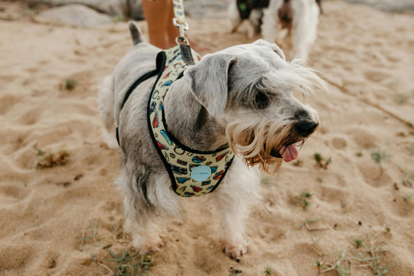 Labradoodle training